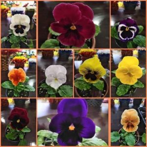 Монт Цвет ЕООД